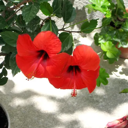 Seaside House Sladjenovici, Dubrovnik - 2163 *